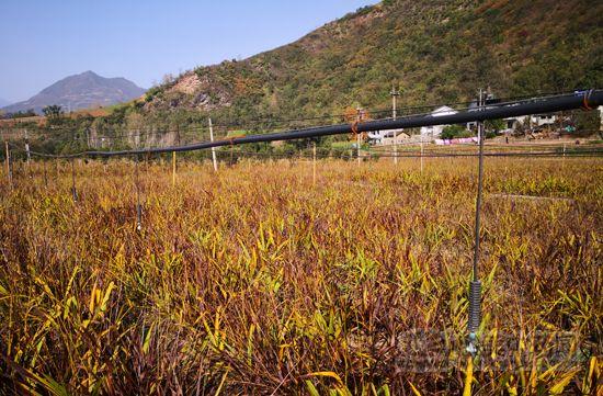 白及种植季，触底行情会反弹上涨吗？