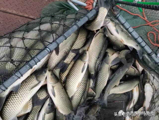 临近春节，大草鱼流通速度加快，价格微涨，但小草鱼还是很难卖！