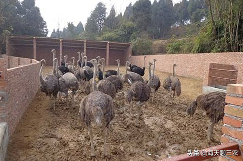 海天聊三农：养殖收益翻倍，一起学习鸵鸟的养殖技术，前景可观