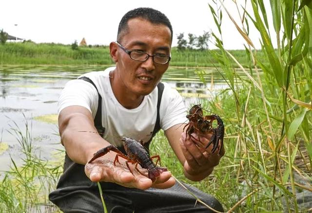 强强联合 突破瓶颈 让盘锦繁育出“长得快 能抗寒”的小龙虾