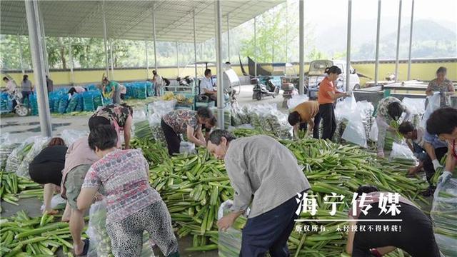 海宁驻山干部：勤跑腿多用心 扎进深山搭起“增收桥”