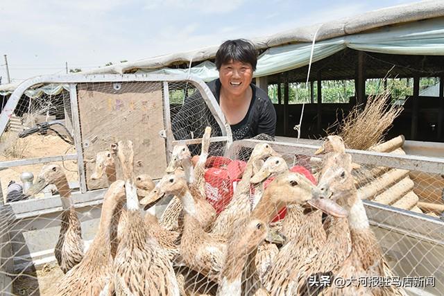 河南这个村：给贫困户分蛋鸭，下鸭蛋“滋润”日子……