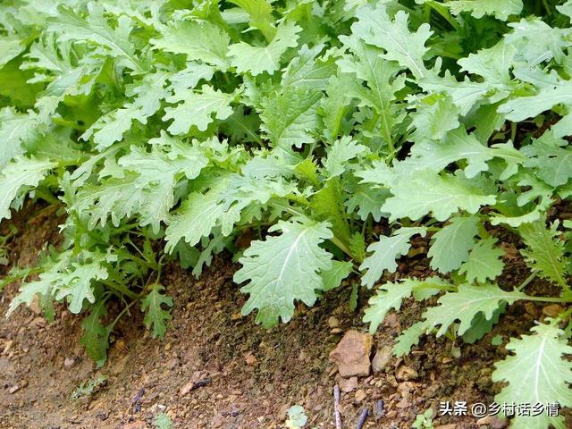 雪里红、芥菜和香菜什么时候种植？如何种植和管理？怎样才能高产