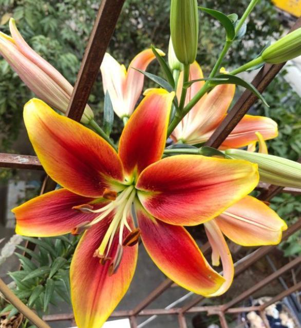 栽种百合花，掌握“最佳季节”，蹭蹭冒芽，很快开满花