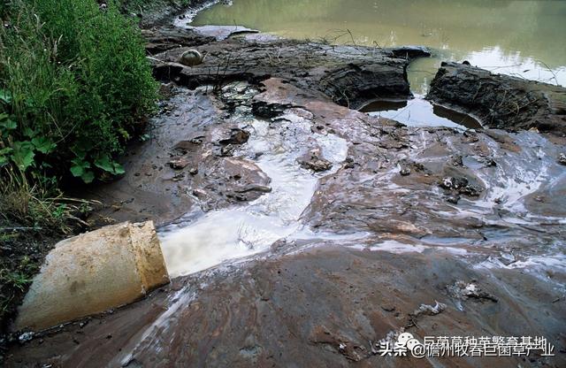 发展巨菌草—生态养殖模式，践行绿色发展理念