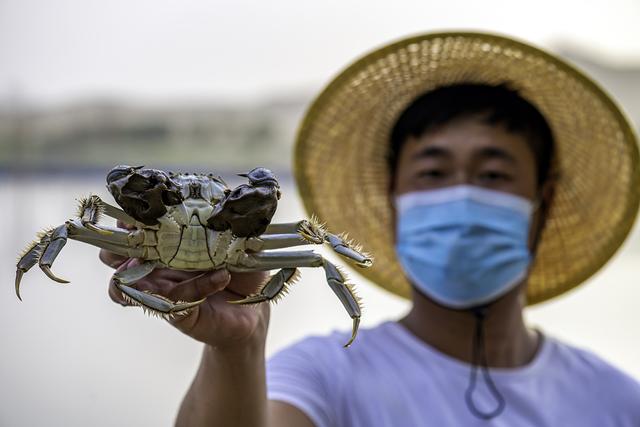 三文鱼、南美白对虾、螃蟹、龙虾……走进新疆看“沙漠海鲜”火爆背后