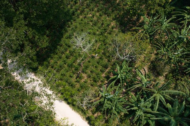 （国际）洪都拉斯：探访咖啡种植园和工厂