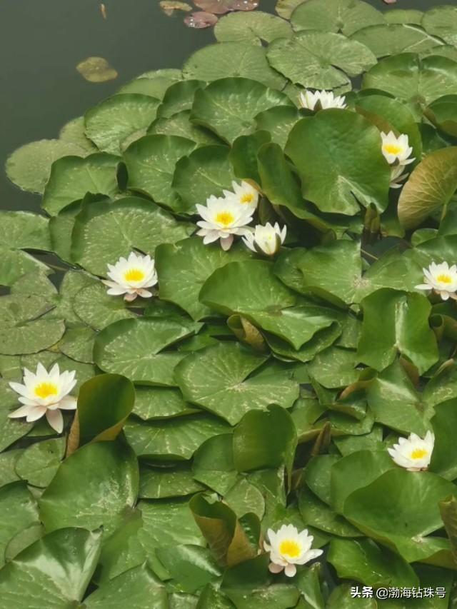 初夏花花世界之白色系的花