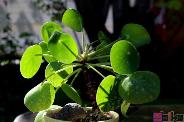 Sbike动植物百科：二十大美丽的室内耐阴观叶植物，花友福音-上