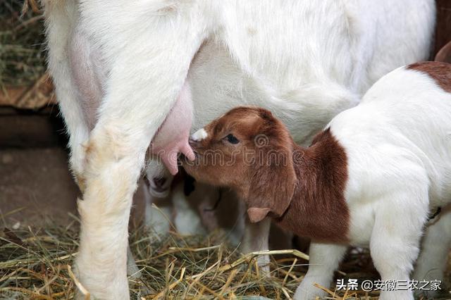 南非波尔山羊：曾经统治全球的肉用山羊之王，如今为何销声匿迹了