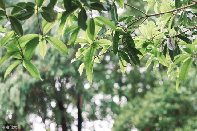 杨梅栽了多年还是不会开花结果，这是咋回事？先来看你管对了没有