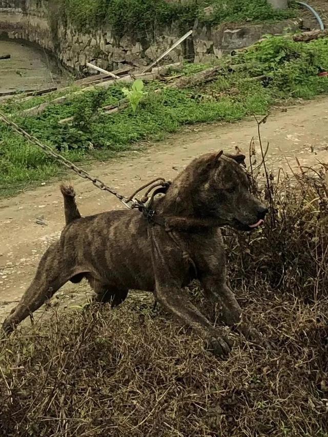 深山打猎反被豹子猎，千钧一发虎斑黑背犬舍命护主，犹如神兵天降