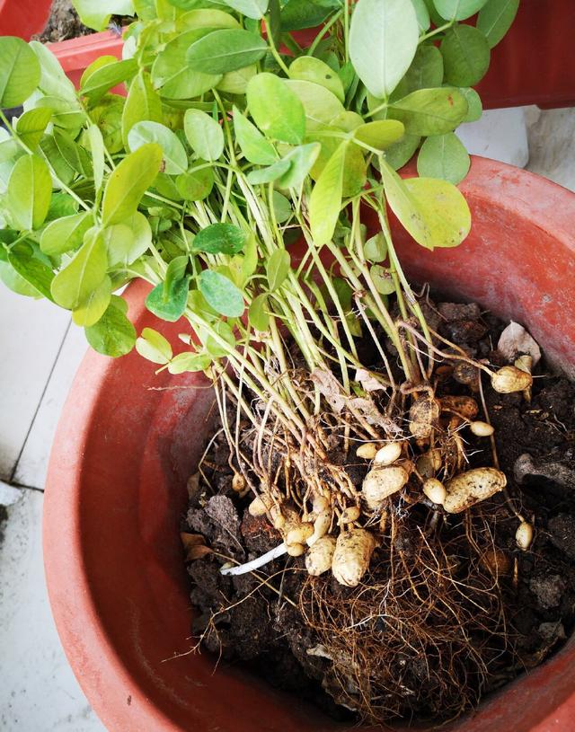 10粒花生米丢花盆里，一个月成漂亮小盆栽，秋天还有小收获小惊喜