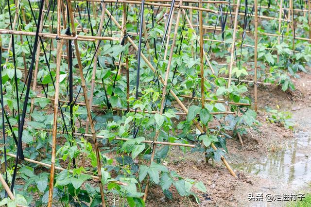 都说种植豆角难，掌握这5个方法，豆角长得快结荚多