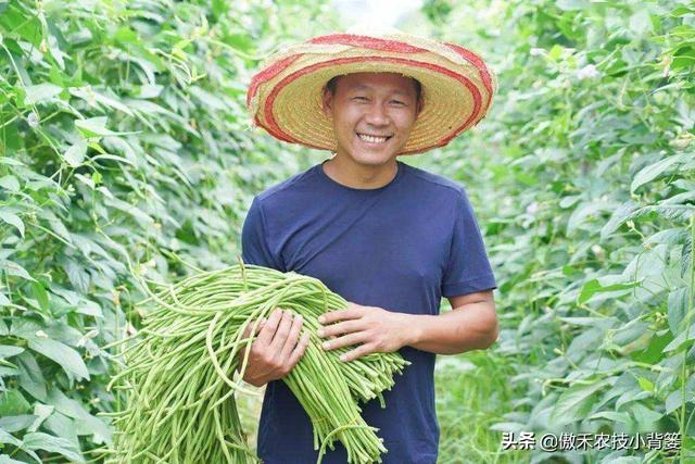 种植豆角记住这6点，豆角开花结荚多、落花落荚少、采收期延长