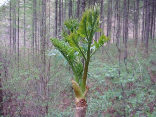 这树满身刺，树芽却是极品野菜，出口日本成高端菜，营养不输人参