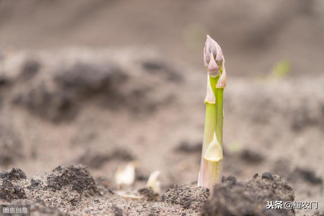 高级食材芦笋你会栽种吗，教你栽植的技巧，很快学会栽种芦笋