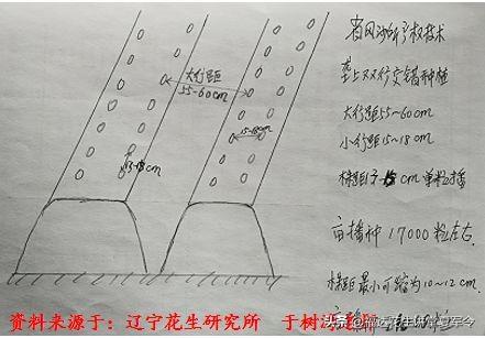 花生起垄的具体数据分析与起垄的5大要求，种植花生收藏转发版