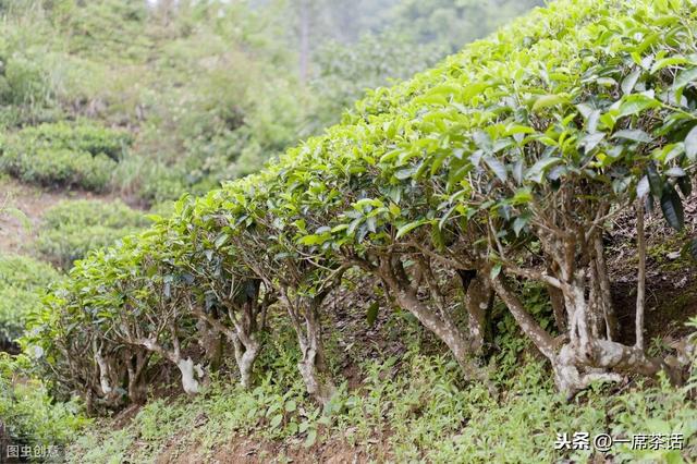 茶树种植的有几种方法，直播与移栽，两种种植方法各有特点