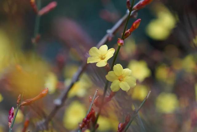 北京花讯丨香山迎春花初绽，主要集中在这些地方！