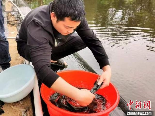 广东江门刺鳅肥 煮酒烹汤特鲜美