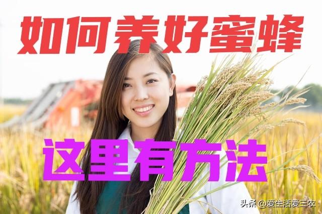 新手养殖蜜蜂真不难，掌握这五点，你也是养蜂高手