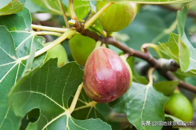 适合在海边种植的乔灌木，常见的耐盐碱植物