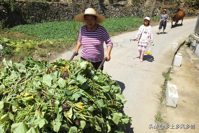 农民朋友：别把红薯藤都扔掉了，用来种植平菇，一亩地能赚上万元