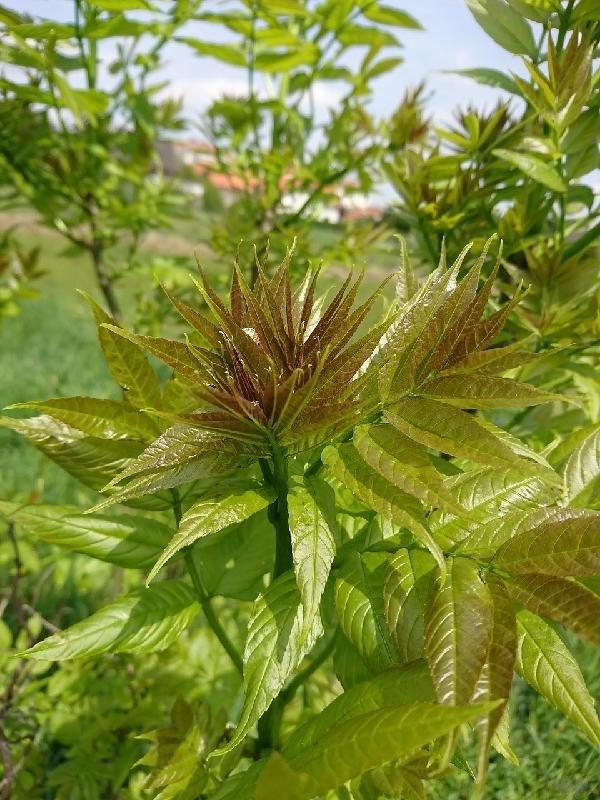 野菜是“天然药”，这4种应季野菜，营养丰富药用价值高