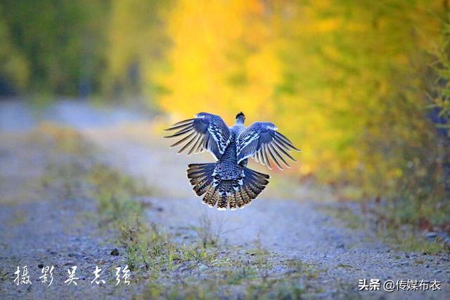 兴安惹金秋：飞龙，黑嘴松鸡，狍子纷纷出来赏秋、逛景儿