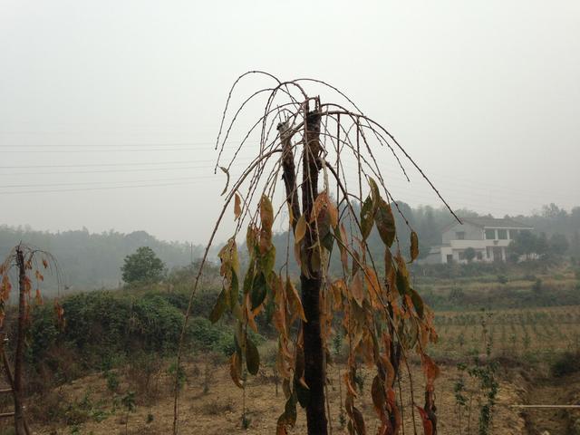 高接换头垂枝樱，虽开花漂亮，但一年青，二年黄，三年进柴房