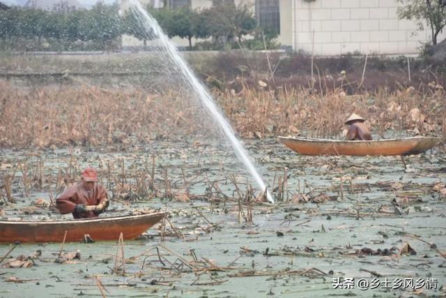 小南海湖的白莲藕，地理标志产品，松滋农民如何让它俏销全国