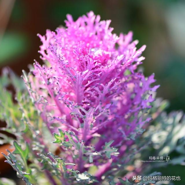 速冻后的花园植物们，你还活着吗？｜园丁