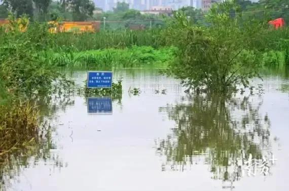 近期广东多地暴雨，养殖场纷纷受到影响，甚至出现鳄鱼出逃的情况