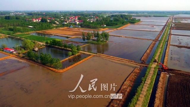 山东郯城：“太空莲”种植忙