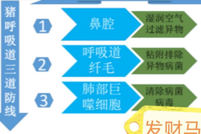 猪场氨气味大咋办？做好“通、保、添”3字文章，空气清新猪康健