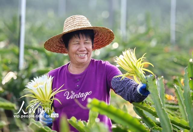 广东鹤山：霸王花大丰收