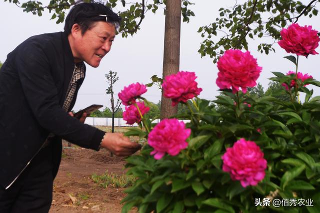 安徽农村有很多漂亮的芍药花，换个地方为啥难成活，种植有窍门吗