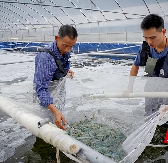 湖南浏阳创循环水微生物科技养殖“南美白对虾”和鲈鱼新模式