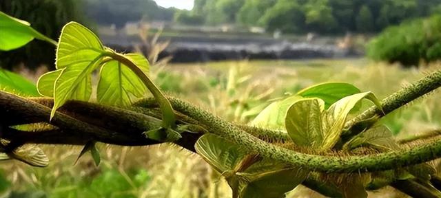 在国外泛滥，中国却大量种植，国外每年花50亿元难消灭？咋回事？