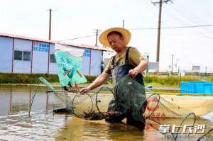 湖南长沙小龙虾养殖基地(科技赋能养殖 望城小龙虾产销两旺)