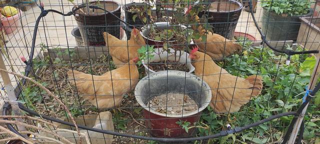 怎样把养足100天的饲料鸡变成农家土鸡？不可能的吧？！说干就干