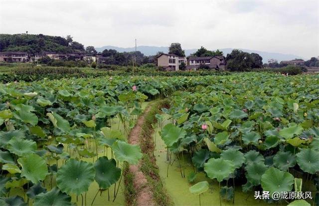 如何规模种植莲藕？