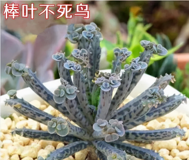 多肉植物盆栽冬季养护指南