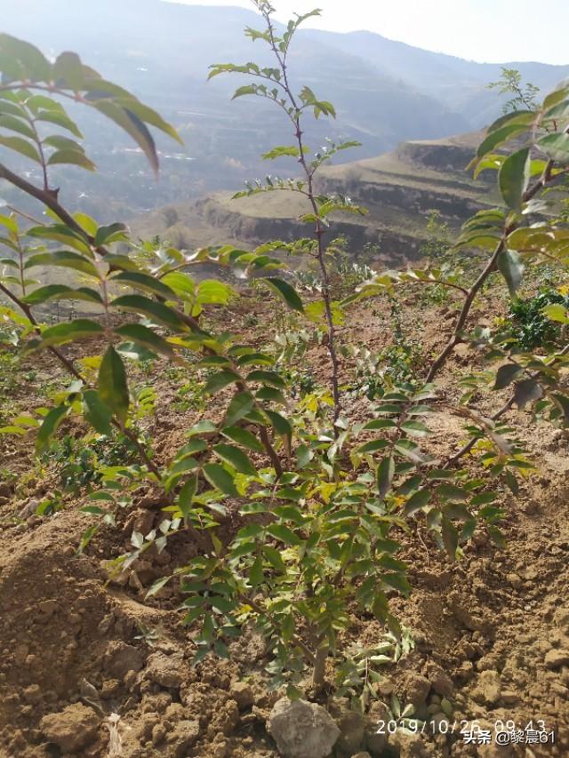 花椒树什么时间栽植成活率高，应该注意啥