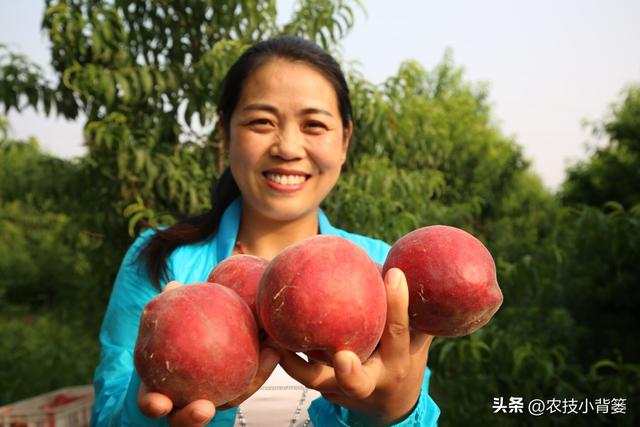 桃树要想结果大品质好，早疏果和巧疏果技术不能少！告诉你技巧