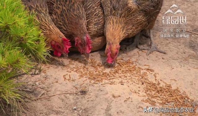 自己养虫子、喂出真土鸡，方法简单效果显著