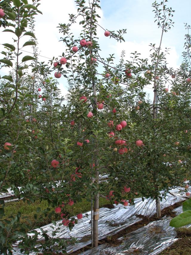 建议收藏，旱地矮化苹果栽培技术，教你选地、选苗、修剪、施肥