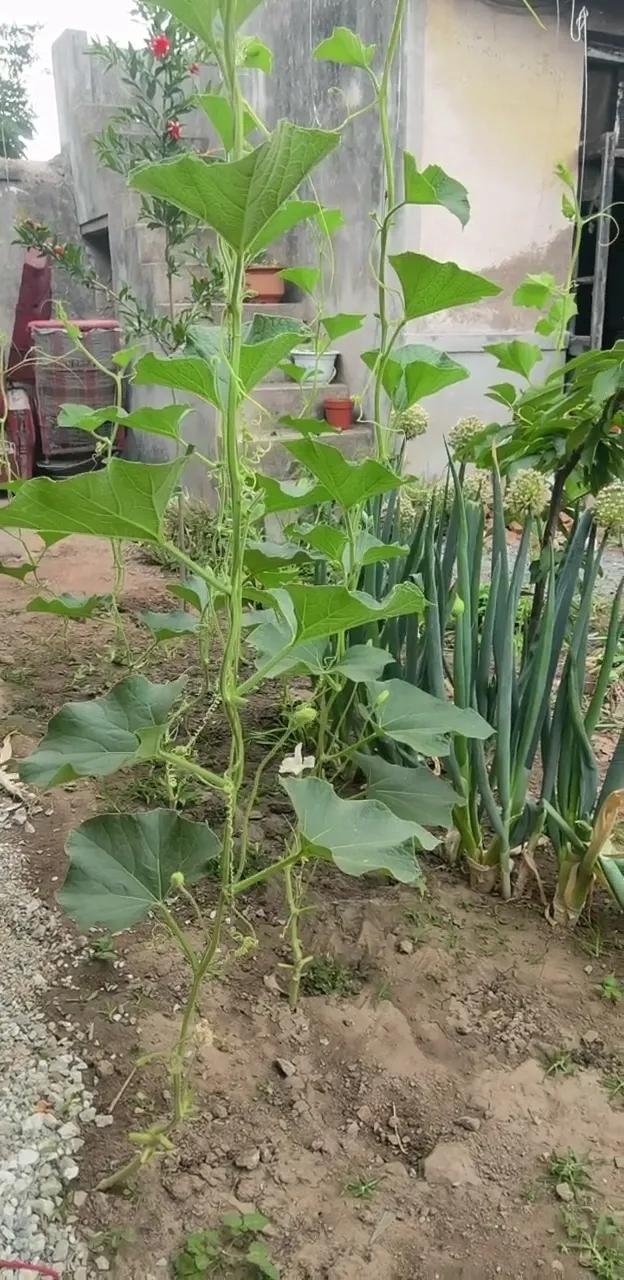 葫芦种植方法与注意事项，全是干货