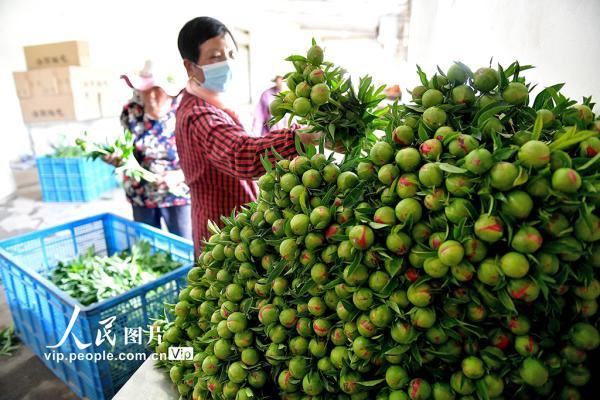 河南洛阳：芍药鲜切花 铺就致富路